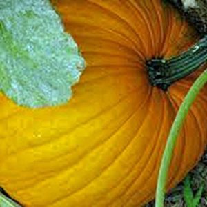 Pumpkin Seed, Connecticut Field, Heirloom, Non-GMO, 100 Seeds, Pumpkins