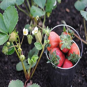 Portola Everbearing 25 Live Strawberry Plants, NON GMO,
