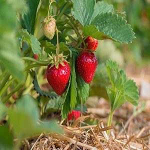 Quinalt Everbearing 50 live Strawberry Plants, NON GMO,