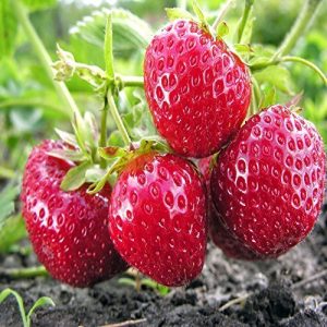 10 Evie Strawberry Plants, Non GMO, Buy 2 Get 1