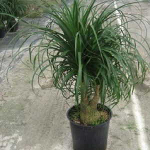 10 Red Ponytail Palm, Beaucarnea Guatemalensis Palm Tree Seeds