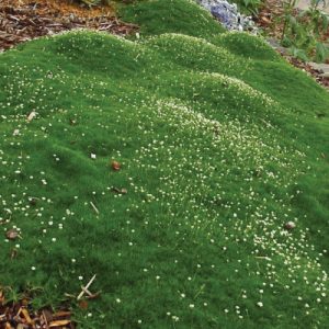 100 Irish Moss Seeds (Sagina Subulata)
