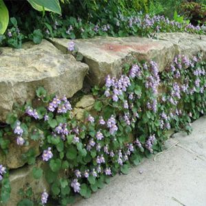 100 Seeds Kenilworth Ivy- (Cymbalaria muralis)
