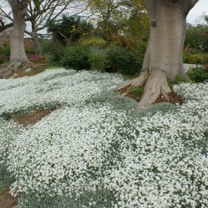 200 Seeds Snow in Summer (Cerastium Tomentosum)