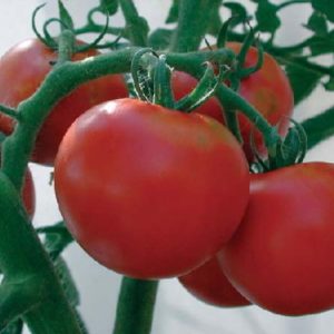 25 rutgers fresh tomato seeds