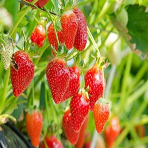 Eversweet Everbearing 100 Live Strawberry Plants, NON GMO