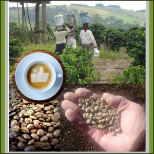 IMPORTED Zulu Brew Roasted Assagay Bean Coffees Farmed Shipped From South Africa