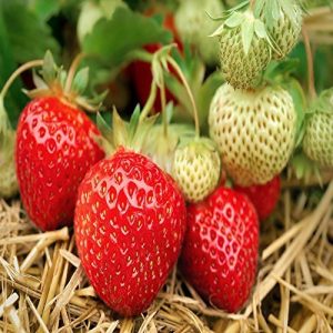Seascape Beauty Everbearing 50 Live Strawberry Plants, NON GMO,