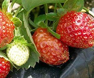 Seascape Everbearing Strawberry 10 Bare Root Plants - BEST FLAVOR