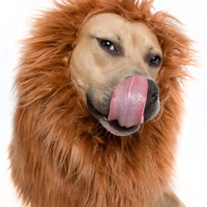 Lion Mane Wig for Dogs