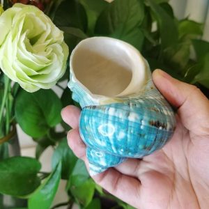 Natural Banded Jade Turbo Shell (9-11cm) | Premium Polished Green & Blue Hermit Crab Home & Coastal Decor